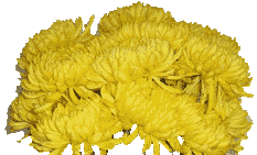 Chrysanthemum flower