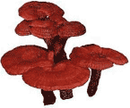 Reishi Mushroom